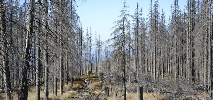 arvores secas devido à chuva ácida