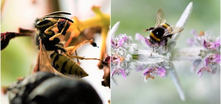 diferenças físicas entre abelhas e vespas