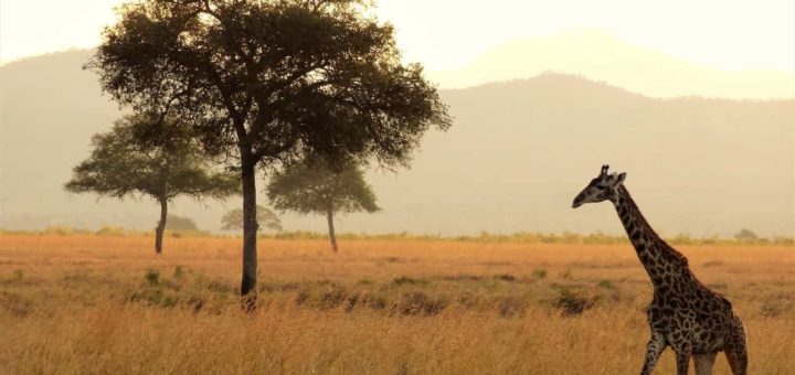 curiosidades sobre girafas