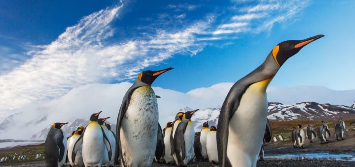 grupo de pinguins a caminhar
